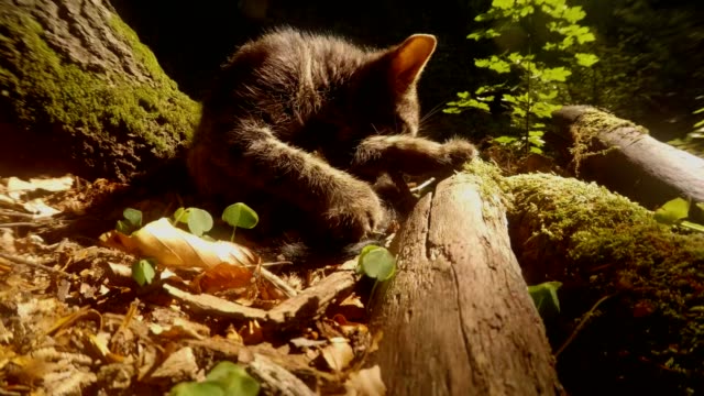 gatito-salvaje-bosque-gris-en-sol-bajo-un-árbol,-primer-plano,-gatita