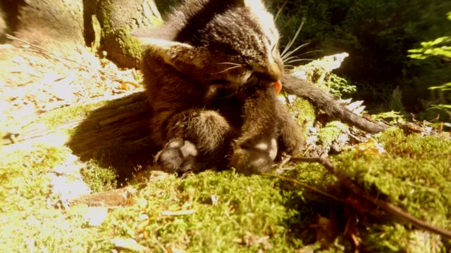 cerca-de-bosque-gris-gatito-salvaje-es-lavado-en-luz-del-sol-bajo-un-árbol-y-musgo