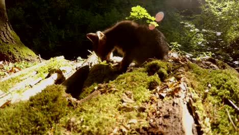 gatito-salvaje-bosque-gris-es-lavado-en-luz-del-sol-bajo-un-árbol-y-musgo
