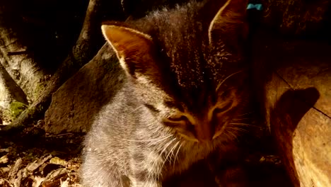 video-portrait.-gray-forest-wild-kitten-in-the-bright-sun-under-a-tree-and-a-stone,-close-up,-a-small-cat