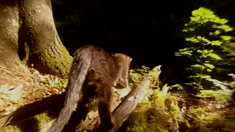 graue-Wald-Wildkätzchen-spielen-in-heller-Sonne-unter-einem-Baum-Nahaufnahme