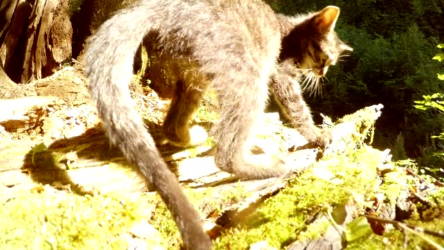 gatito-salvaje-bosque-gris-lamió-después-baño-de-sol-bajo-un-árbol