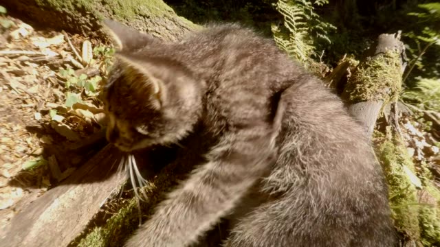 graue-Wald-Wildkätzchen-spielt-in-der-hellen-Sonne-unter-einem-Baum-und-Stein,-close-up,-eine-kleine-Katze