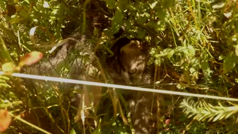 gray-little-cat-is-playing-at-the-camera-in-a-bush-of-blueberries-in-the-forest,-close-up