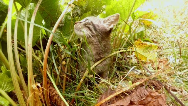 gris-pequeño-gato-montés-olfateando-y-escalada-en-hierba-alta-en-un-bosque,-primer-plano