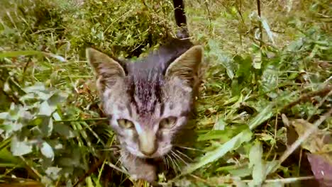 gray-little-wild-cat-sniffing-and-climbing-in-high-grass-in-a-forest,-close-up