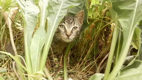 gatito-gris-pequeño-gato-silvestre-infiltrándose-en-pasto-en-el-bosque,-primer-plano