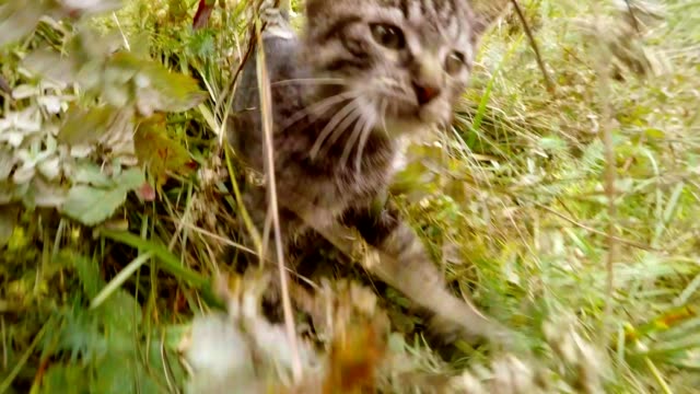 gray-little-wild-cat-walking-in-the-grass-in-the-forest,-close-up