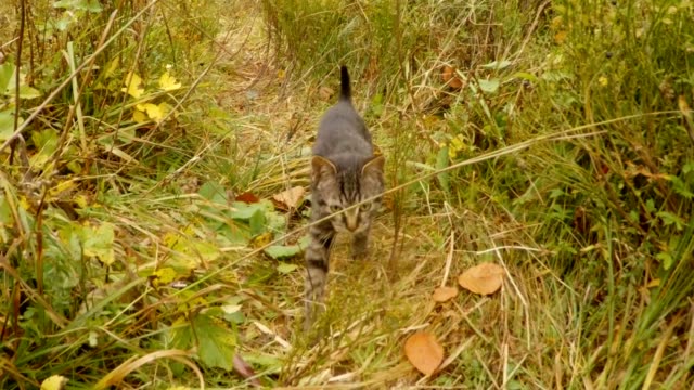 gatito-de-gato-montés-pequeño-gris-va-hacia-la-cámara-en-los-altos-arbustos-y-hierba