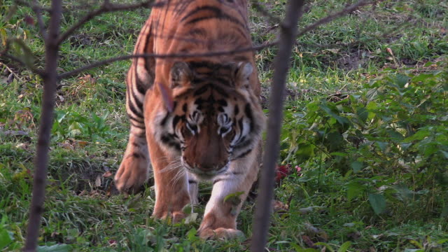 Bengal-Tiger-resting