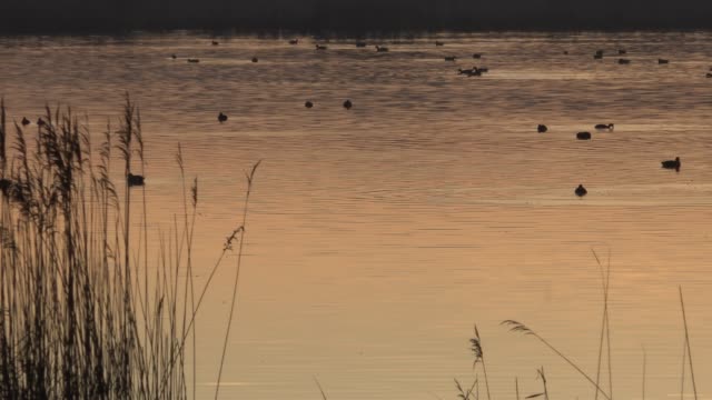 Reeds-and-ducks-on-lake-in-England-4K