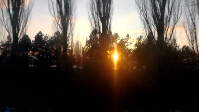 Forest-filmed-from-inside-a-train,-at-sunset