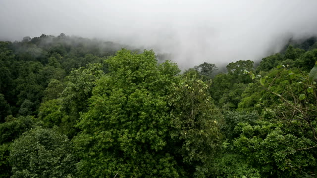 Bosques-tropicales-durante-la-temporada-de-las-lluvias-monzónicas