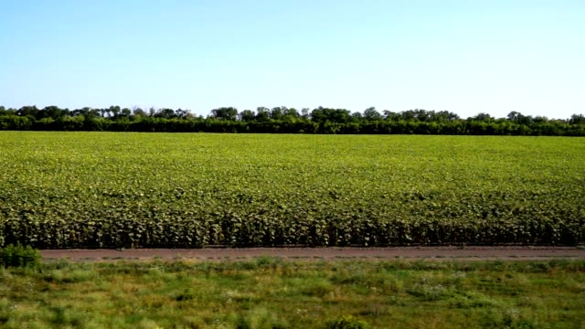 Agricultural-field.