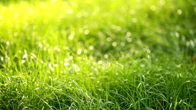 Schöne-low-Feld-Rasen,-Unscharf-gestellt-lange-Makro-erschossen,-grüne-Anlage-bläst-des-Windes-mit-Schärfentiefe,-Frühlingswiese,-mit-der-Sonne.-Ideal-für-Film,-digitale-Komposition,-Hintergrund
