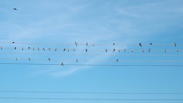 Black-and-white-birds-sitting-on-electric-wires-and-prinking.-Blue-sky-covered-with-light-clouds.-Flock-of-birds-and-summer-sky.