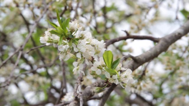 white-plum-flowers-moved-by-the-wind-in-spring