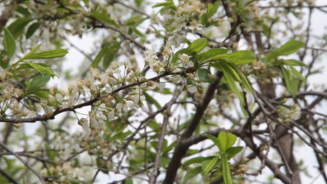 flores-de-ciruela-blancas-movidos-por-el-viento-en-primavera