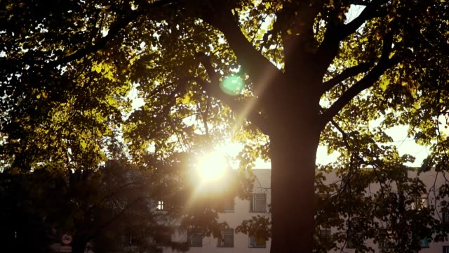 Am-frühen-Morgensonne-aufgeht-durch-Bäume-bei-Sonnenaufgang-oder-Sonnenuntergang