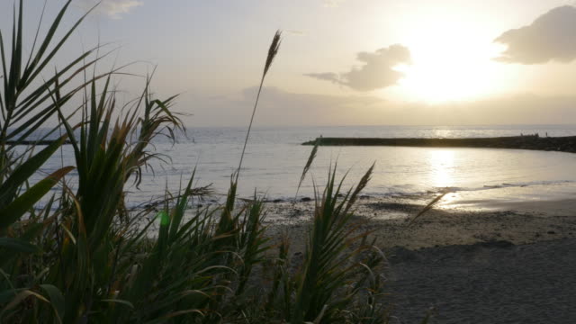 Am-Abend-Strand-Panorama-und-tropischen-Pflanzen
