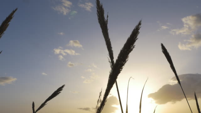 Reed-Klinge-Silhouetten-im-sonnigen-Wolkengebilde