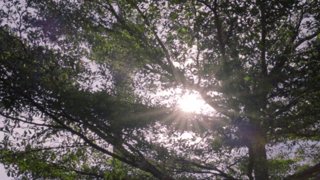 Sun-Ray-Flare-hacia-arriba-del-árbol