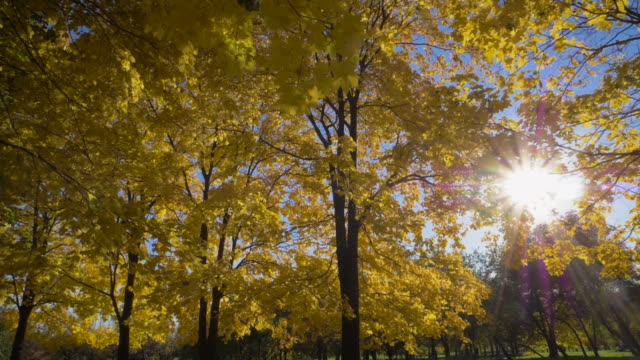 Falling-Leaf-and-Yellow-Maple-Trees-in-Autumn-Forest-at-Sunny-Day