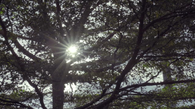 Sun-Ray-Flare-panning-Baum