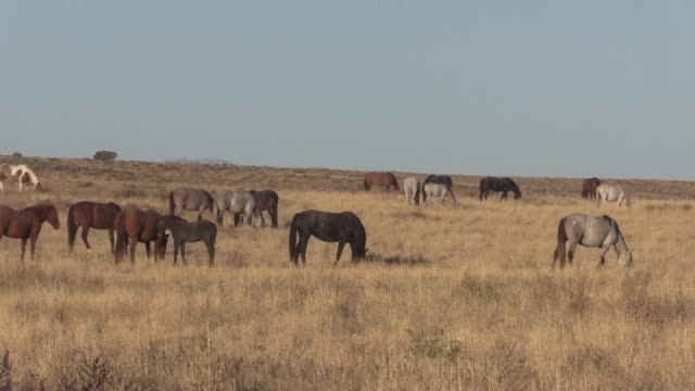 Herd-of-Wild-Horses-in-Utah