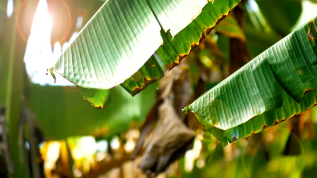 Banana-leaf-with-flare-of-light.