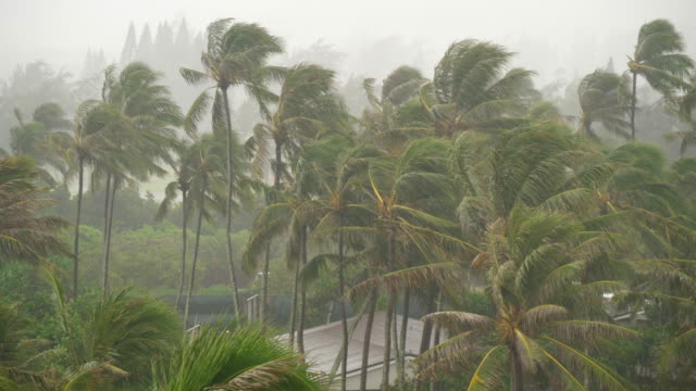 Regen-fällt-auf-Palmen-auf-der-Insel-Oahu