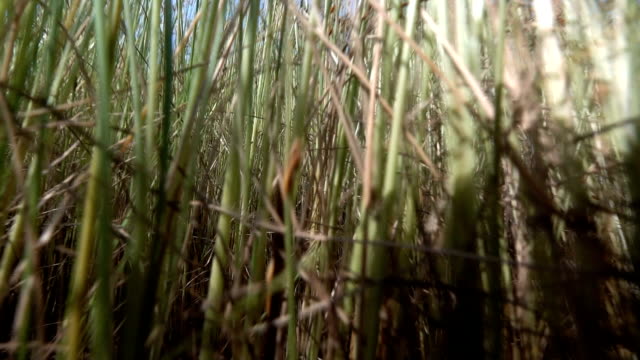 grass-slow-motion