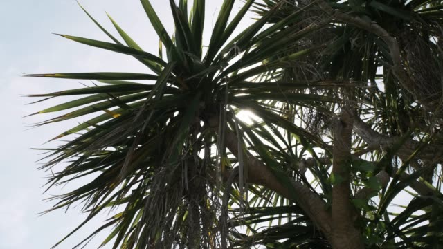 Newquay-Cornwall,-backlit-Palm-tree