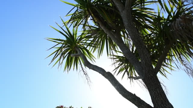Newquay-Palm-árbol-iluminado-con-la-llamarada-del-sol.-Cámara-lenta.