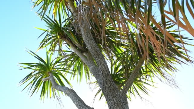Newquay-Palm-árbol-iluminado-con-la-llamarada-del-sol.-Cámara-lenta.