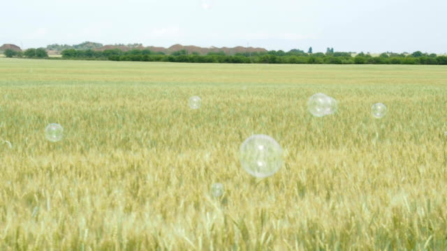 Seifenblasen-auf-einem-Weizenfeld.