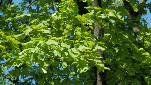 Maple-branches.
