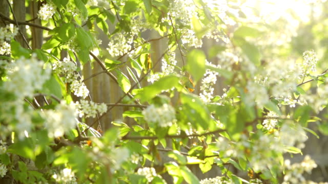 Bird-cherry-tree-in-sunlight