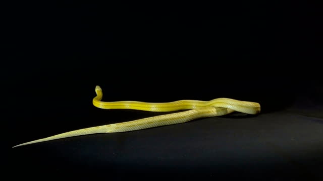 Serpientes-de-maíz
