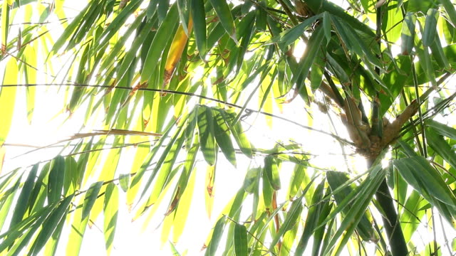 Bambus-Blätter-mit-Sonnenlicht-in-Chiangmai-Thailand
