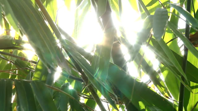 Hojas-de-bambú-con-la-luz-solar-en-Chiangmai-Tailandia