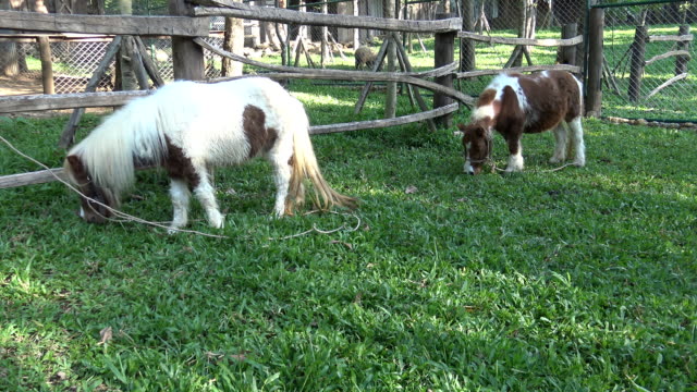 Dwarf-horse-grazing-grass-in-the-farm.
