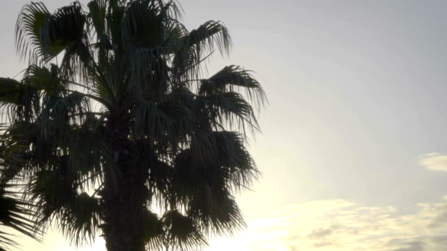 Silhouette-Palmen-am-Himmelshintergrund.-Blick-auf-Zweige-Palmen-bei-Sonnenuntergang.-Sommer-Reisen-Urlaub-und-tropische-Konzept.