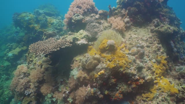 Coral-reef-and-tropical-fish.-Philippines,-Mindoro
