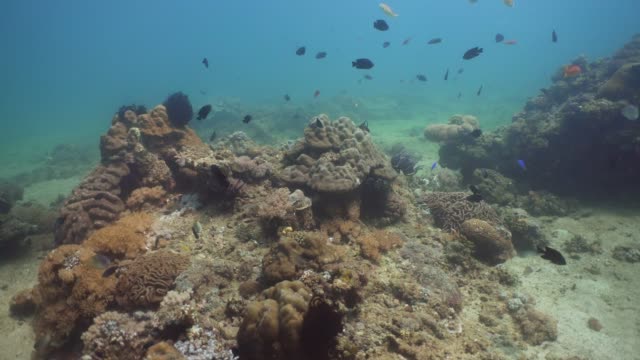 Korallenriff-und-tropischen-Fischen.-Philippinen,-Mindoro