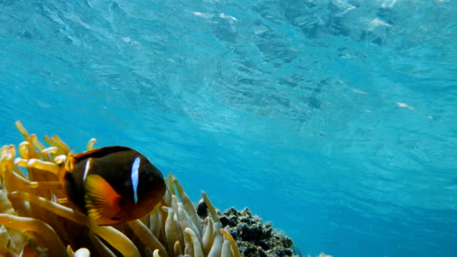 Clownfish-living-in-their-sea-anemone