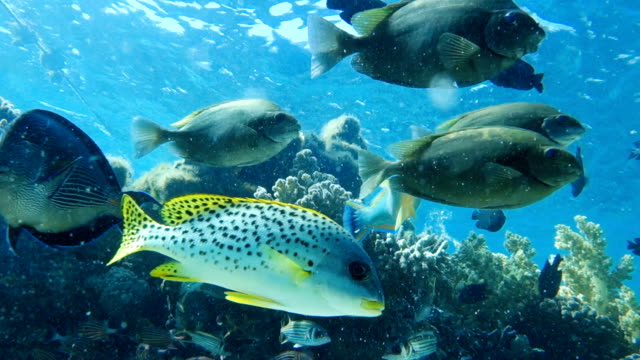 Pescado-de-mar-rojo