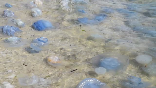 dead-and-living-jellyfish-on-the-Black-Sea-shore