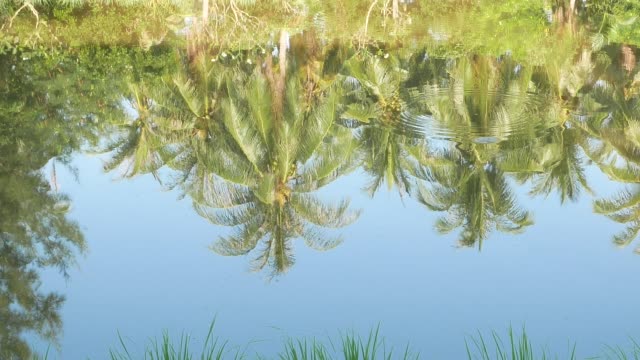 Reflect-on-water-of-coconut-tree.