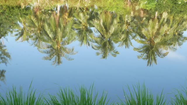 Wasser-der-Kokospalme-reflektieren.